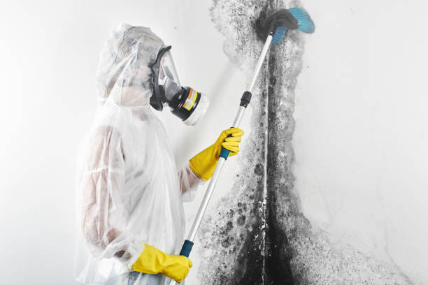 Best Mold-Related Health Consultation  in Sho Creek, AL